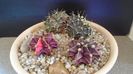 Grup de 4 Gymnocalycium friedrichii