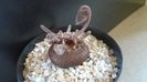 Cyclamen persicum, inceput de vegetatie