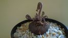 Cyclamen persicum, inceput de vegetatie