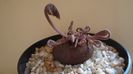 Cyclamen persicum, inceput de vegetatie