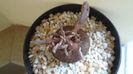 Cyclamen persicum, inceput de vegetatie