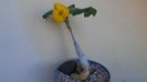 Uncarina roeoesliana