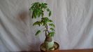 Adenia glauca