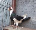 Pui 2021