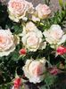 received_334832798271664