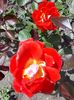 received_3357345064491787
