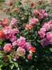 received_982315309186502