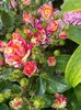 received_480504266370821