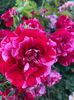 IMG-20210616-WA0102