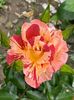 IMG-20210616-WA0079
