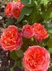 received_267716225038579