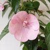 Double Pink Rose