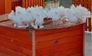 Porumbei albi nunta in Mehedinți