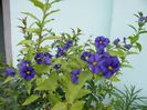 solanum rantonetti