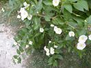 solanum rantonetti alb