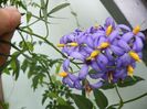 solanum laciniatum