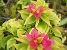 boungainvillea pixie queen