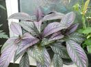 strobilanthes