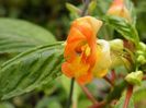 impatiens auricoma x bicaudata