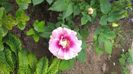 IMG-20210610-WA0001