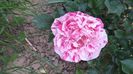 IMG-20210610-WA0013