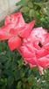 IMG-20190709-WA0031