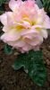 IMG-20190711-WA0003