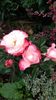 IMG-20190722-WA0004