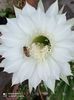 floare de cactus 005