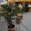 IMG-20211007-WA0004
