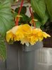 Img.2021.10.12-begonia