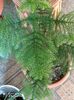 floare de cactus 012