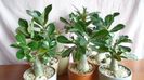 Diverse varietati de Adenium obesum