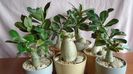 Diverse varietati de Adenium obesum