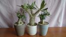 Diverse varietati de Pachypodium
