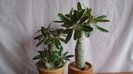 Diverse varietati de Pachypodium