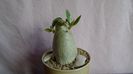 Adenium arabicum cv. Tiny Ding-Dong