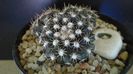 Mammillaria nivosa - originară din Caraibe