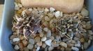 Gymnocalycium mihanovichii v. stenogonum (2 ex.)