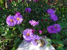 aster Rosenwichtel