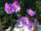 aster Rosenwichtel