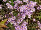 aster ericoides Esther