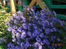 aster Blue Lagoon