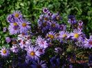 aster Blue Lagoon