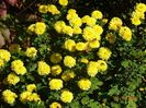 chrysanthemum Nantyderry Sunshine