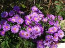 aster Rosenwichtel