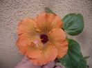 P1510293