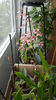 oncidium "rosy sunset"