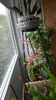 oncidium "rosy sunset"