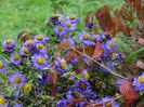 aster Island Barbados